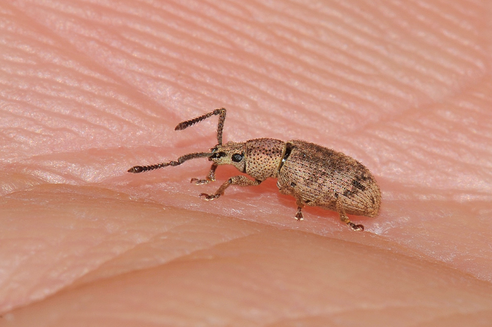 Curculionidae:  Simo hirticornis